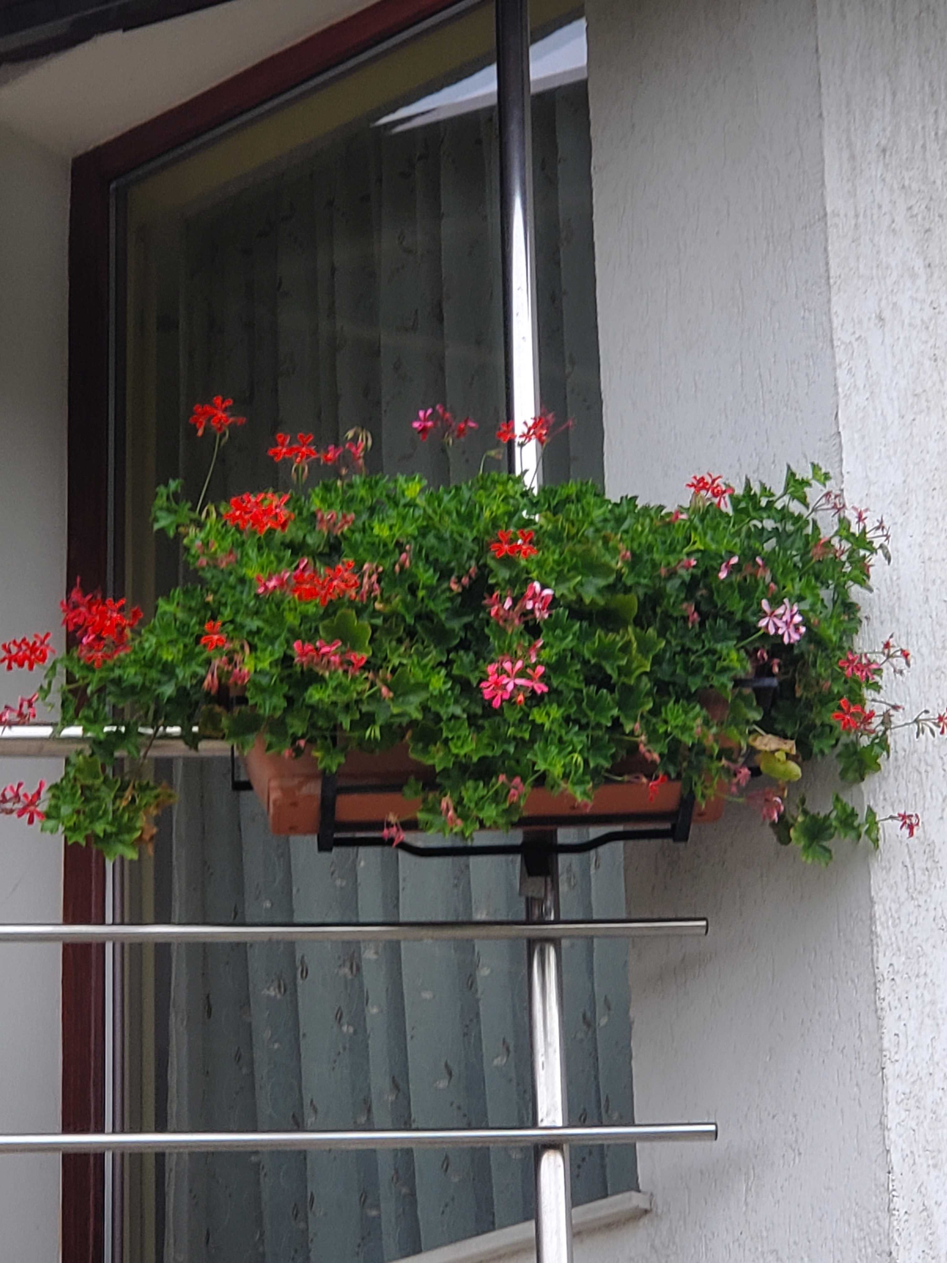 Muscate tiroleze rosii in jardiniere de 60 cm cu suport metalic.