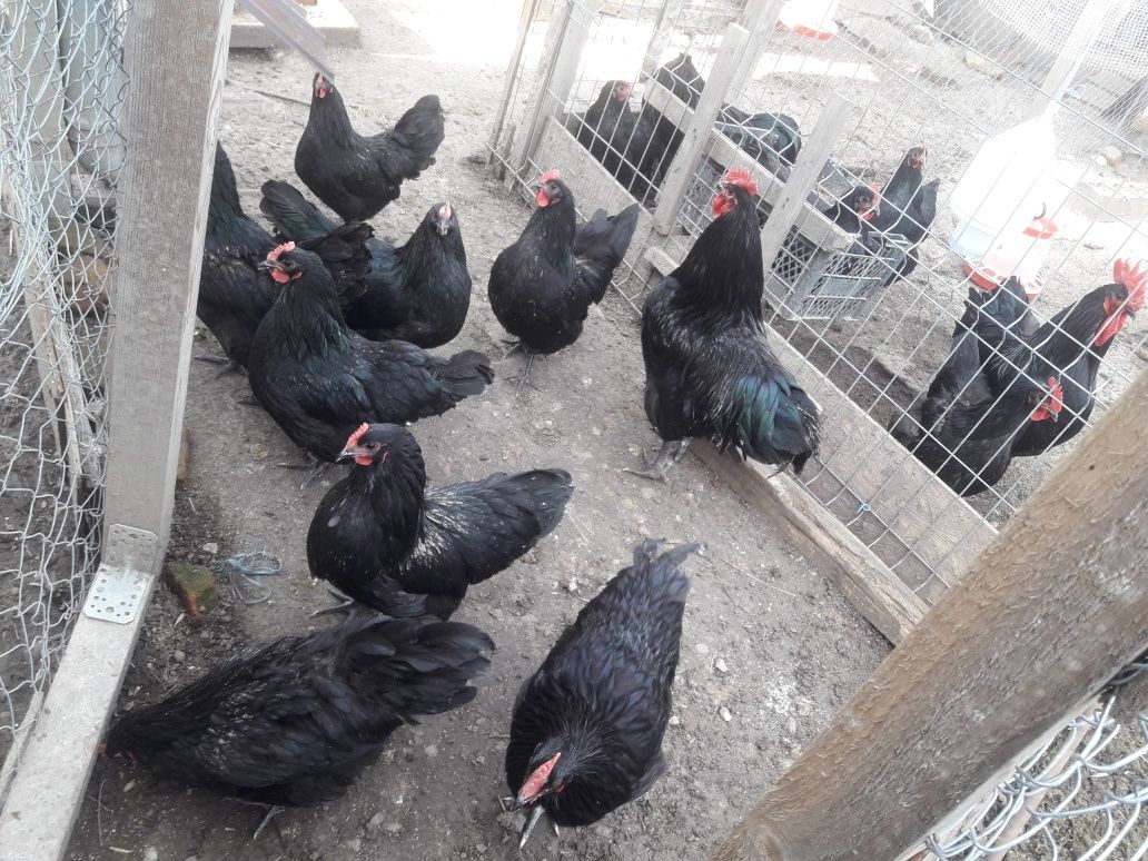 Vând ouă rasă găini Australop negru