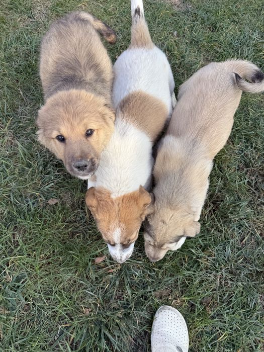 donez 3 caini vaccinati, masculi