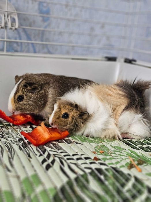 Подарява морско свинче