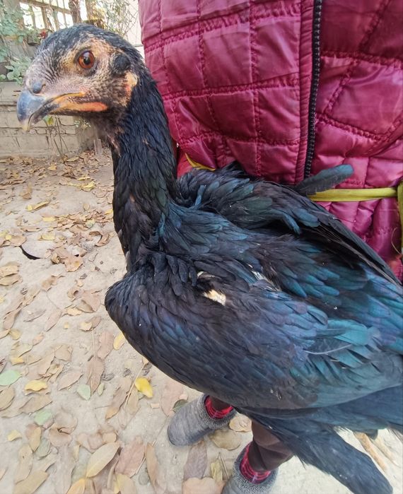 Кулянги Товуклар