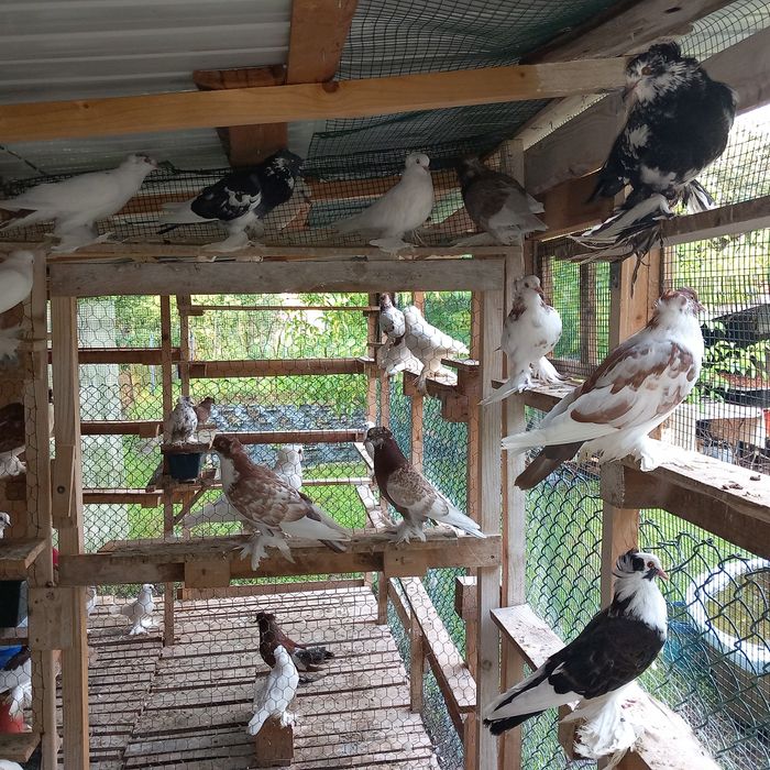 Voliera 2 compartimente porumbei uriasi maghiari