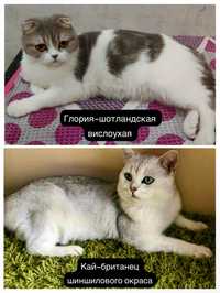 Продаю породистых котят