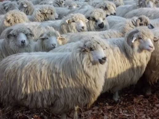 Oi, miei de vanzare