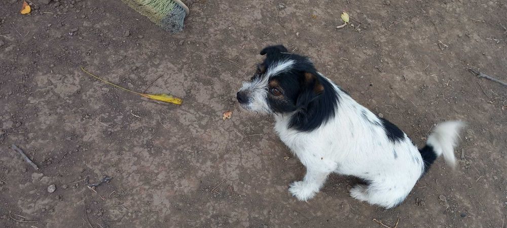 Ofer spre adopie catelusa talie mica