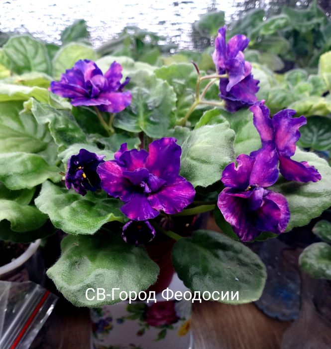 Продам фиалочки и глоксинии