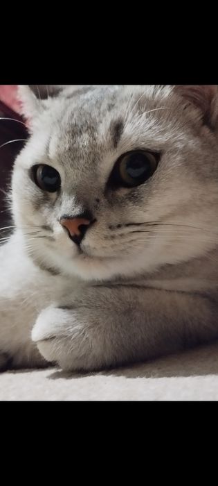 Серебристый шиншилла тозза, эркак,  цена 100$