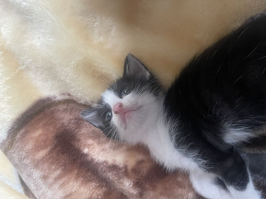 Котенок, мальчик