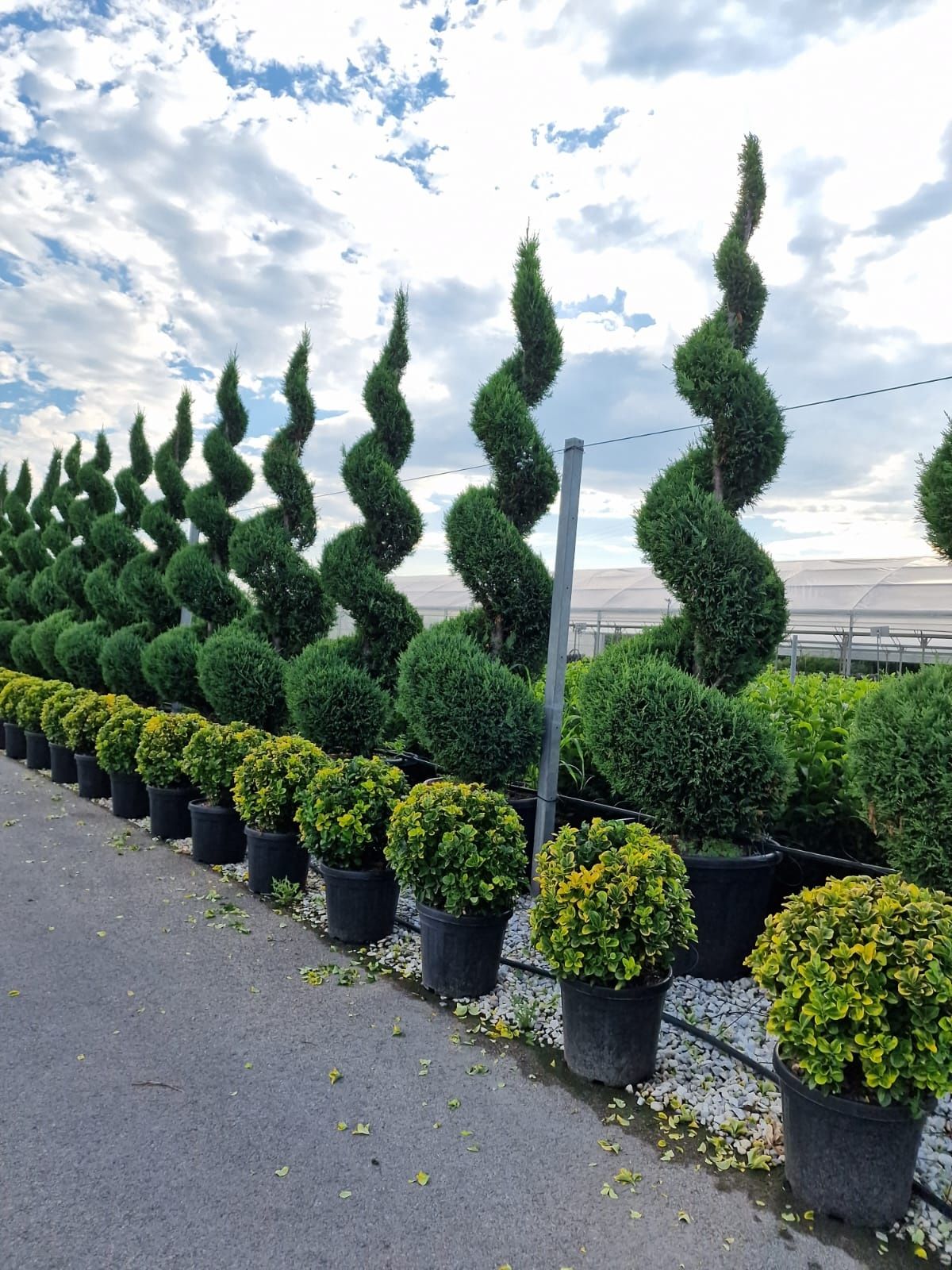 Bonsai, pon pon , spirale ( tuia spiralate, diferite forme )