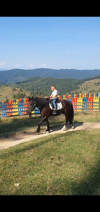 Cal castrat echitatie calarie