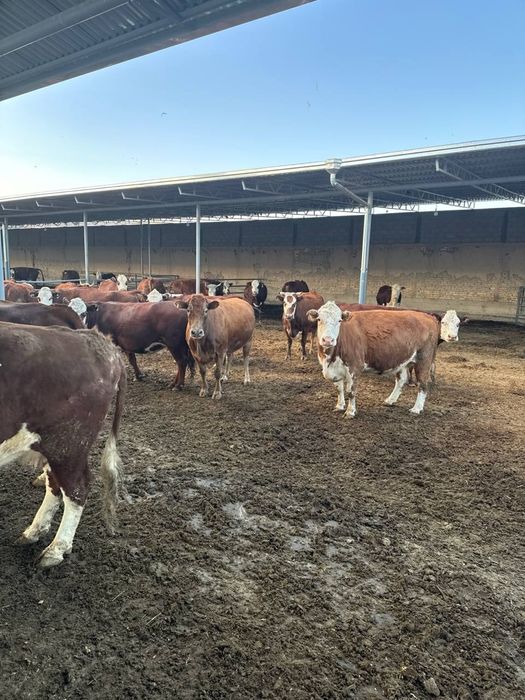 Герифорд тугишга 15-20 колган