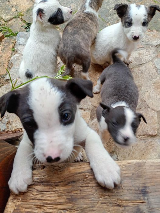 Catelusi pentru adoptie