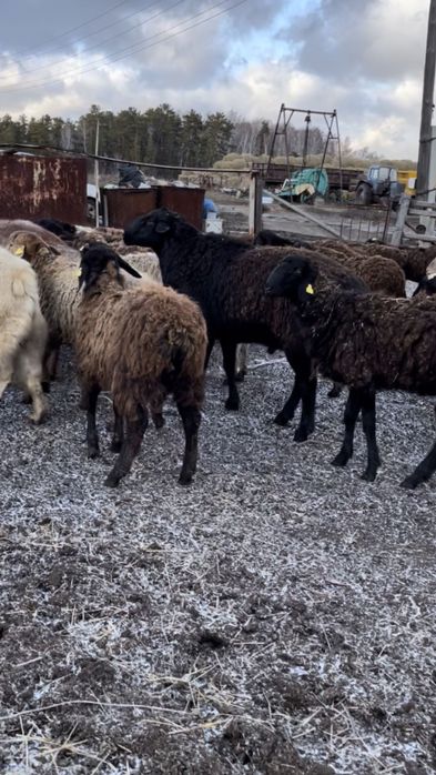 Продам баранов 37 голов не дорого