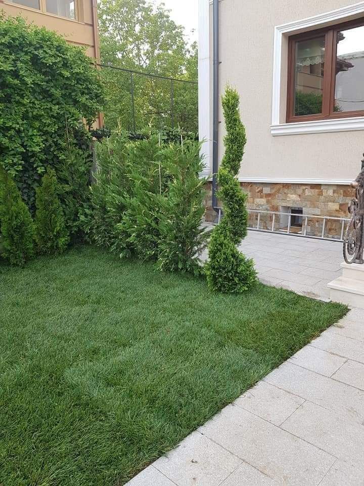 Gazon ,plante ornamentale