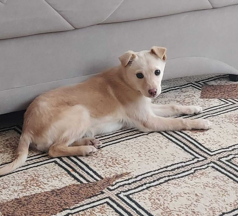 ОТДАДИМ в хорошие руки