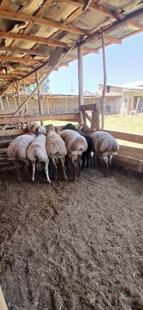 Sifatli toza qonli qo"chqor qo'yla sotiladi.
