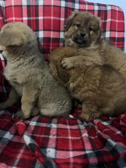 Dau spre adoptie 2 fete si un baiat are 2 luni