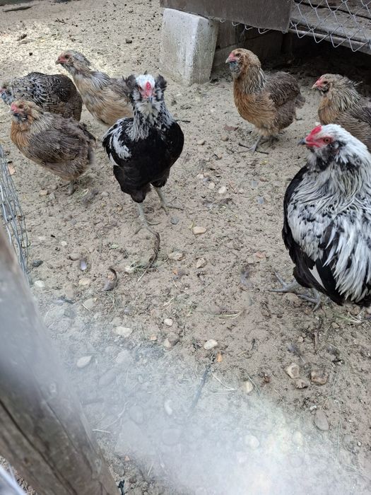 Araucana Silver,  Ouă pentru incubat