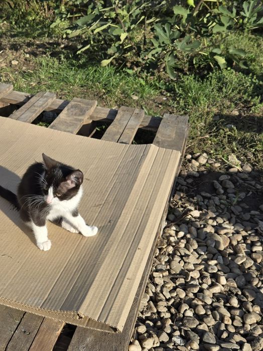 Pui de pisica ,4 fete și un băiat în vârstă de 3 luni