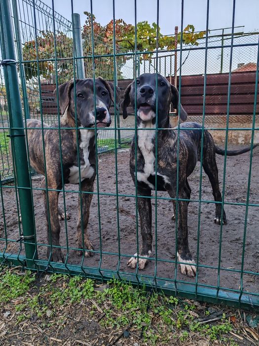 Дого аржентино/преса канарио