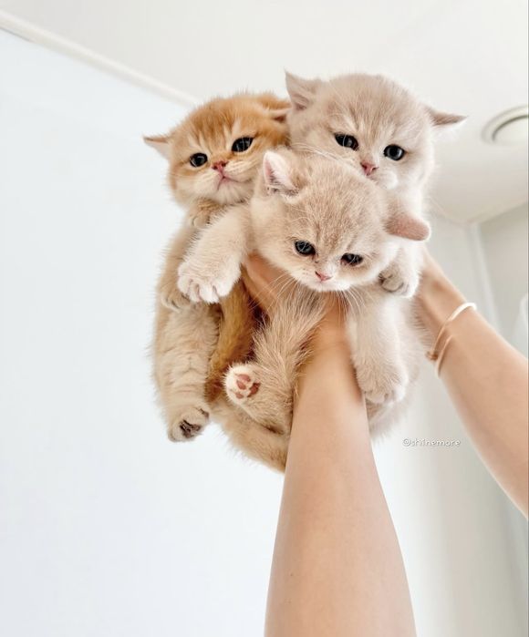 Британские котята окрас Шиншиллы