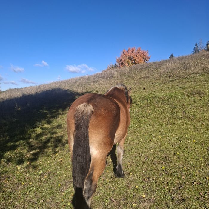Cal de vânzare garantat