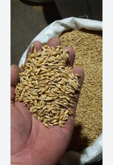 De vânzare malai uscat și Orz