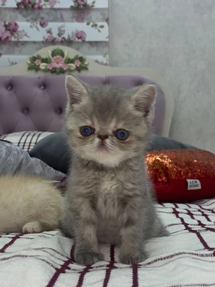 Продаются котята Экзотические короткошерстные