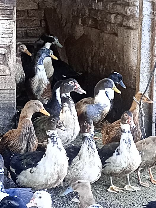 Неми патици,мускусни,турски патици.