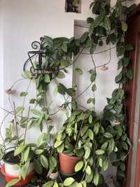 Vand 2 plante Hoya