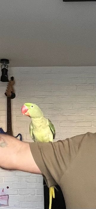 Papagal Marele Alexandru