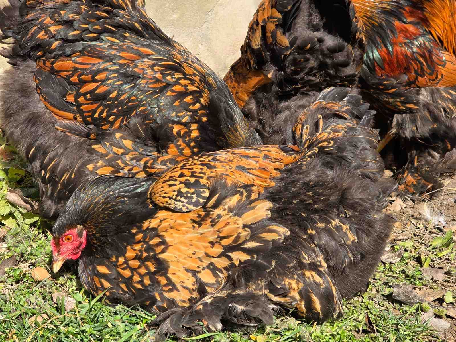 Продавам разплодни яйца от Златно кантирана Брама/Gold Laced Brahma