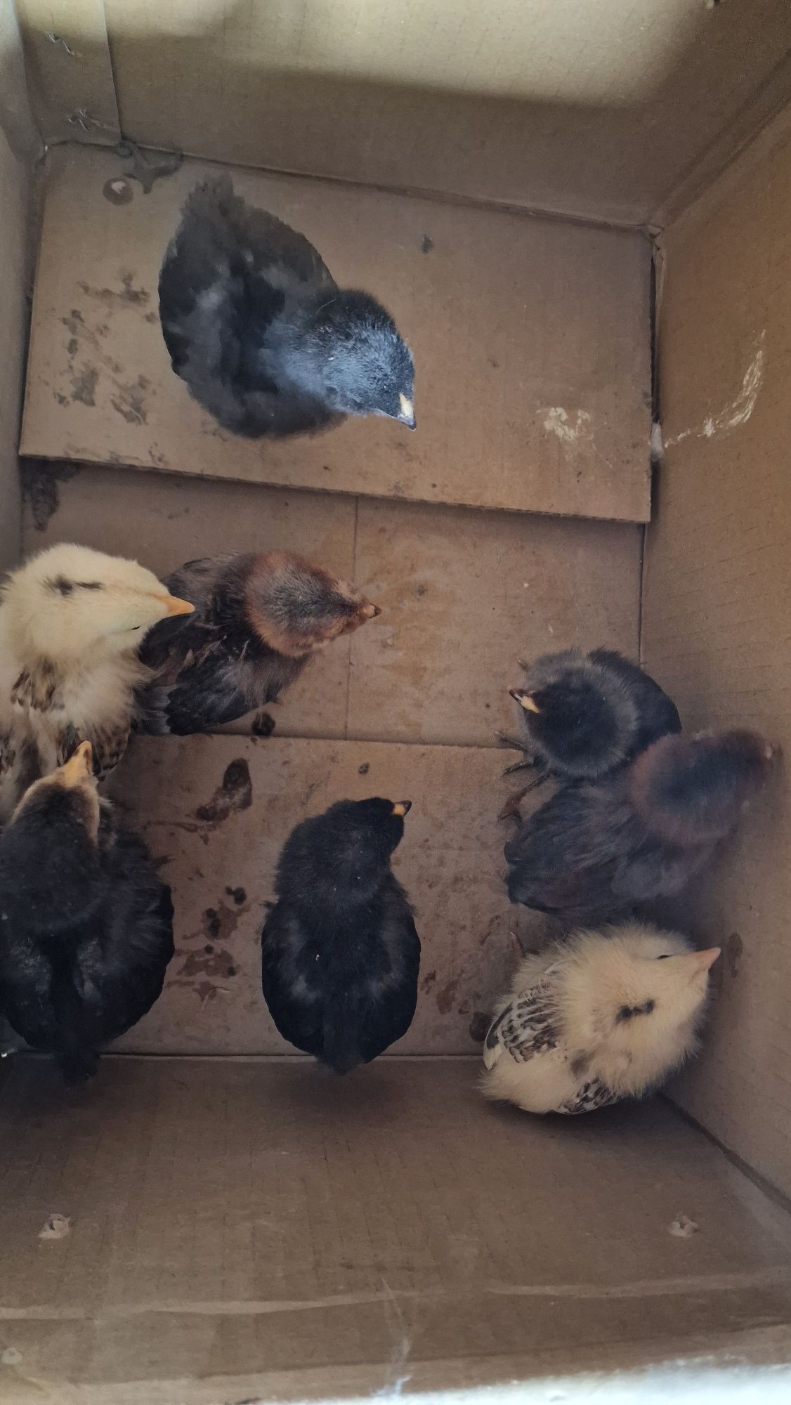 8 pui Ameraucana