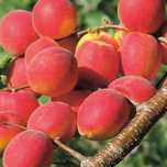 Pomi Fructiferi deosebiti  cais big red