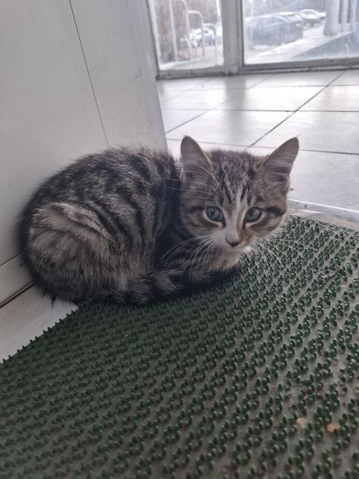 Кошка возле магазина