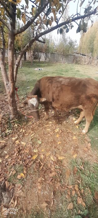 Bugoz 8 oylikga yaqin dekabrga tugadi