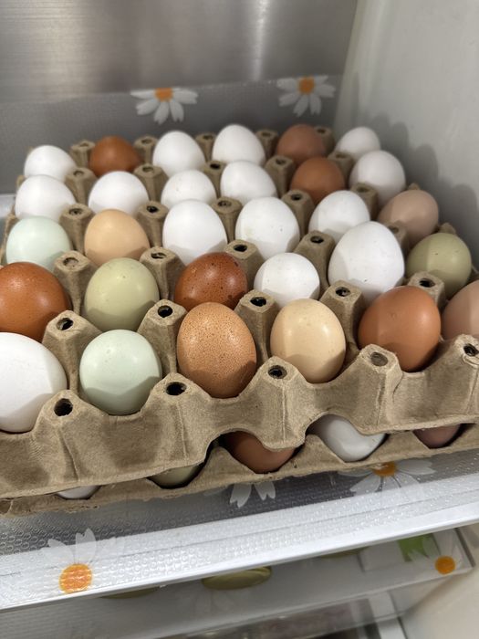 Яйцо куриное домашнее