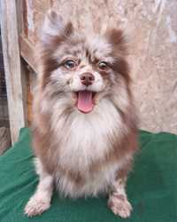 Asigur transport !! Vand femela Pomeranian Chocolate Merle cu Pedigree