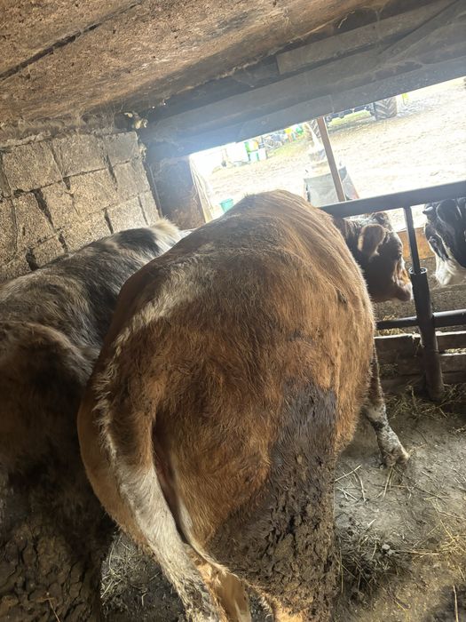 Vand junca de un an si 5 luni