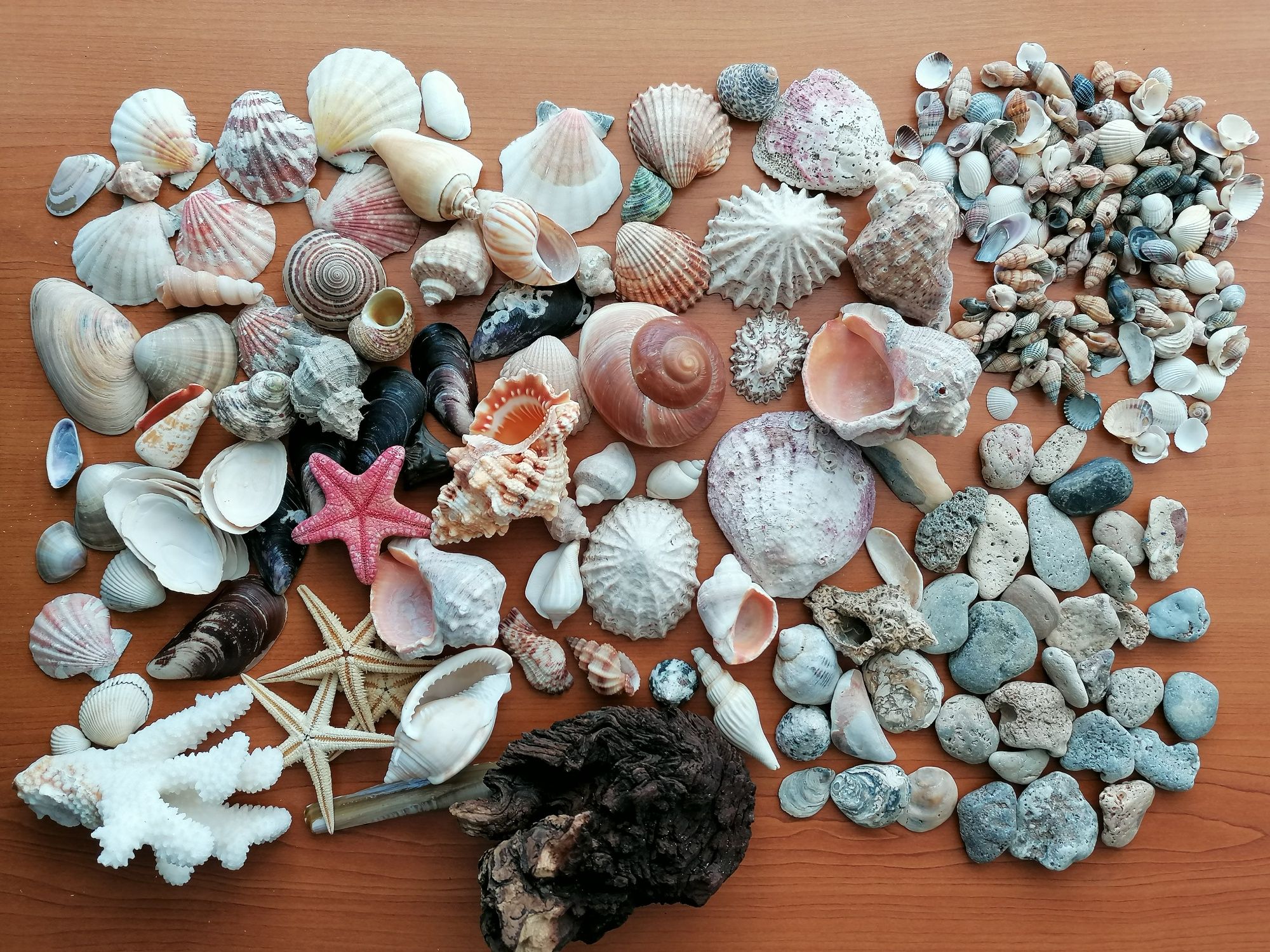 Acvariu 5l, ornamente, scoici, roci, corali, steluțe
