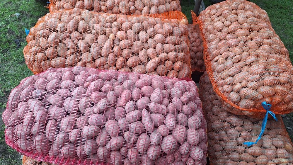 Vând cartofi pentru animale