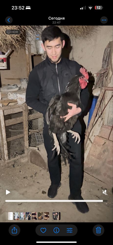 Qora shaxzoda gigant tuxumlari