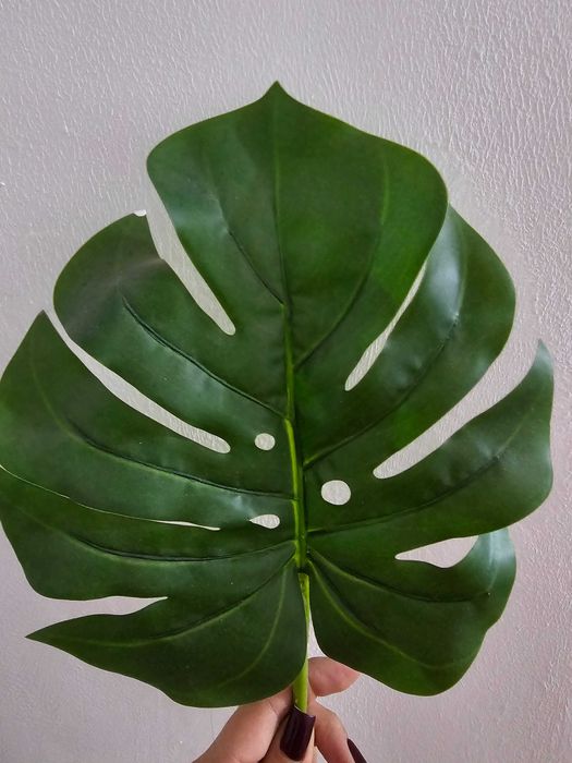 Plante decorative verzi