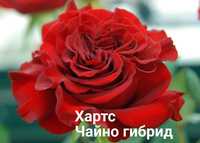 Сортовые розы для вашего красивого сада