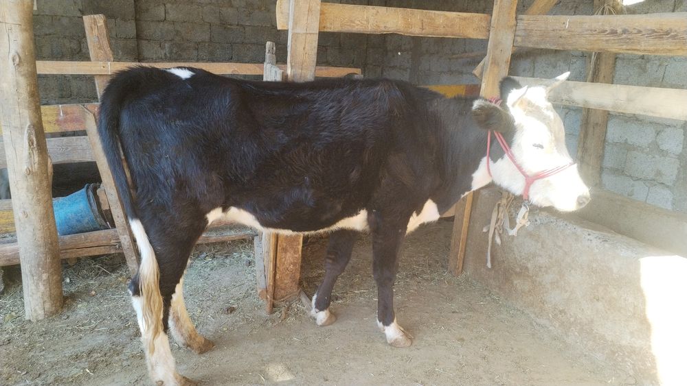 1 ші тума буаз құнажын