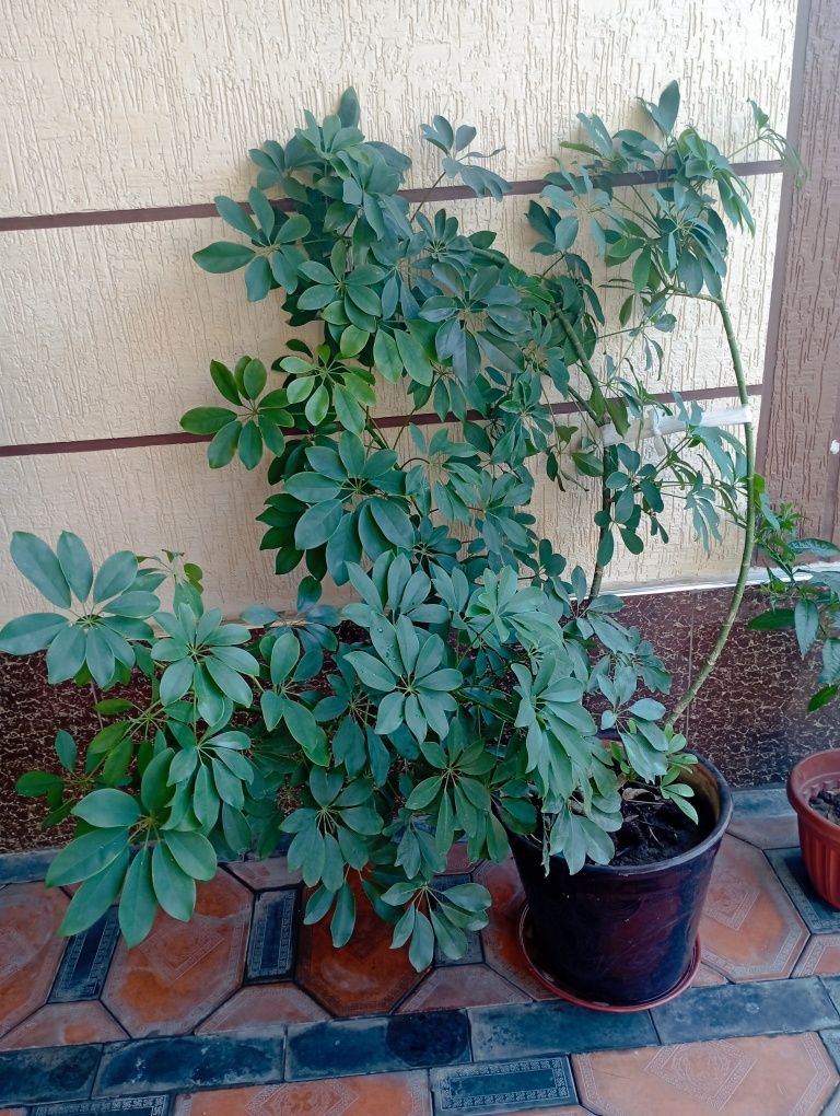 Xona gullari, xona oʻsimliklari, sheflera, qora shaxzoda. Gullar