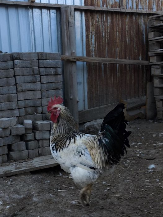 Тауыктар мекенмен