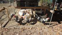 Cocoș italian și leghorn