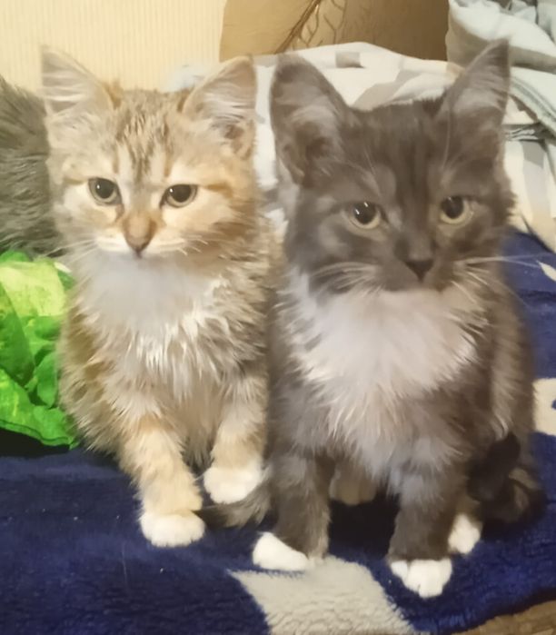 Отдам котят в хорошие руки