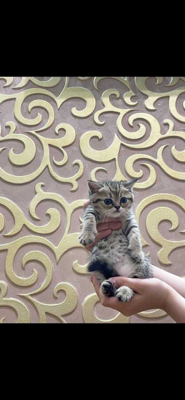 Скоттиш страйт котенок